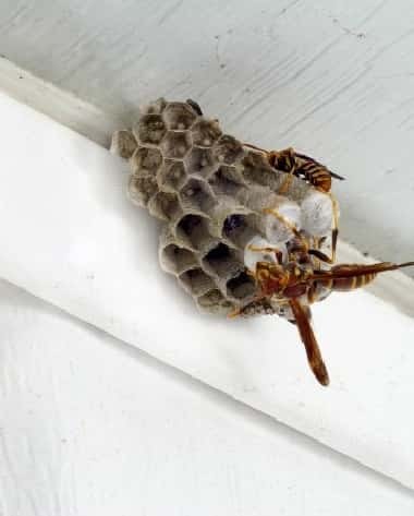 Wasp Nest Control