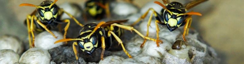Wasp Control Services