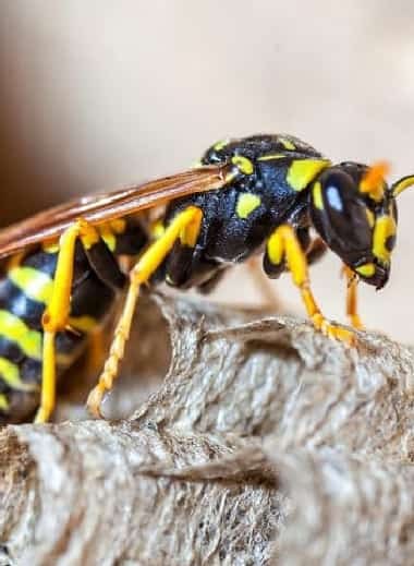 Emergency Wasp Removal